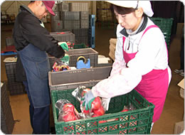 袋詰めしたりんごは丁寧にイフコ・コンテナーへ