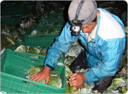 早朝にヘッドライトの灯りで作業