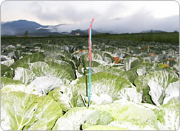 環境に優しいコナガコン