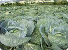 延々と広がるキャベツ畑
