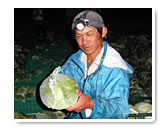 採れたての嬬恋高原キャベツと生産者