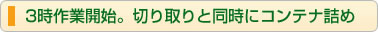 3時作業開始。切り取りと同時にコンテナ詰め