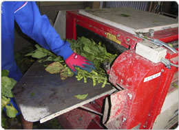 脱さや機で枝とさやを分離