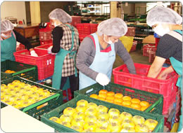 丁寧にイフコ・コンテナー詰め