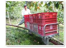 紀ノ川農協の柿生産者