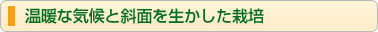 温暖な気候と斜面を生かした栽培