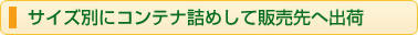 サイズ別にコンテナ詰めして販売先へ出荷