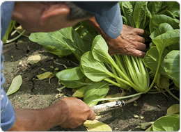 一株ずつ丁寧に収穫