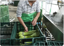 濡れたままの小松菜をコンテナーへ