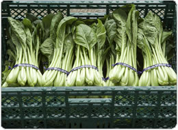 集荷場ではすぐに冷蔵倉庫へ