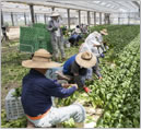 ガラスハウスでの収穫作業
